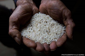 Contaminated Rice (Lu Guang)