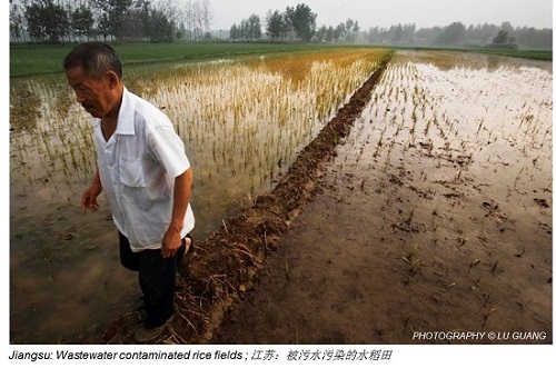 Lu Guang Jiangsu Wastewater Rice Fields